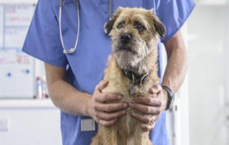  ضبط الطبيب الهارب في واقعة "الممرض والكلب"