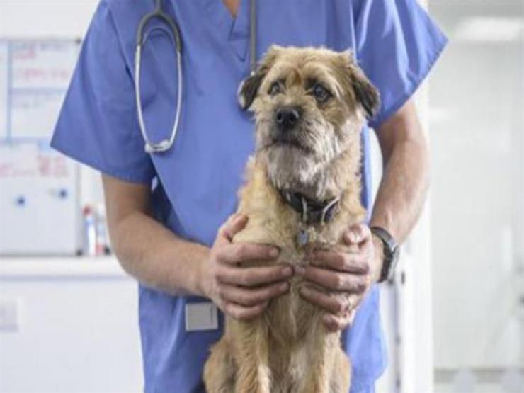  ضبط الطبيب الهارب في واقعة "الممرض والكلب"