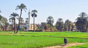 شركة تنمية الريف المصري: لا نستهدف الربح.. ووصلنا إلى 13 ألف منتفع